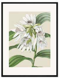 Gerahmter Kunstdruck Orchideenblüte III