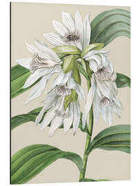 Magnettafel Orchideenblüte III