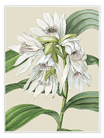 Poster Fiore di orchidea III