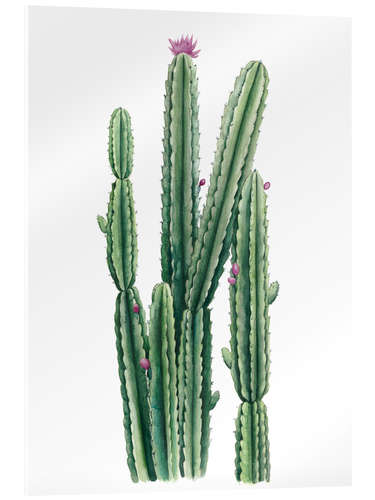 Akrylbillede Flowering cactus II