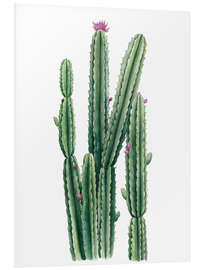 Foam board print Flowering cactus II