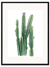 Impression artistique encadrée Cactus en floraison II