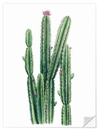 Selvklebende plakat Flowering cactus II