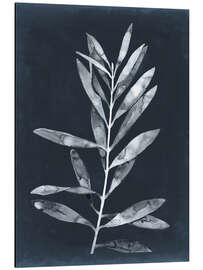 Magnettafel Mitternachtspflanzen I