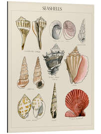 Aluminiumtavla Seashell Sketch II