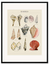 Gerahmter Kunstdruck Muschelskizze II