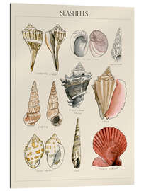 Gallery print Seashell Sketch II