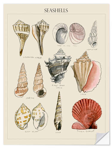 Naklejka na ścianę Seashell Sketch II