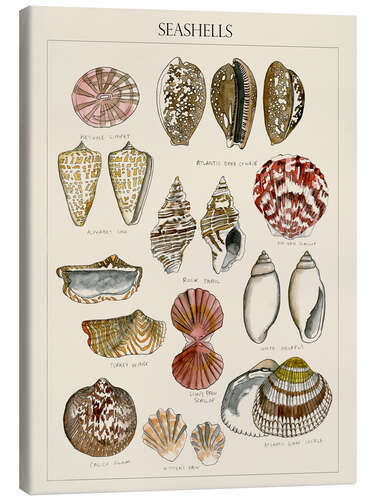 Canvas print Seashell Sketch I