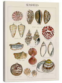 Quadro em tela Desenho de concha do mar I - Naomi McCavitt