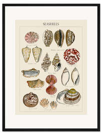 Gerahmter Kunstdruck Muschelskizze I