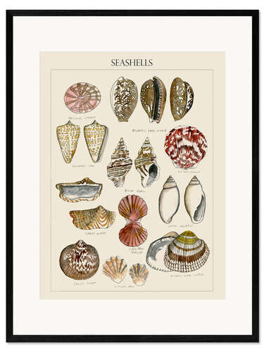 Stampa artistica con cornice Schizzo di conchiglie I