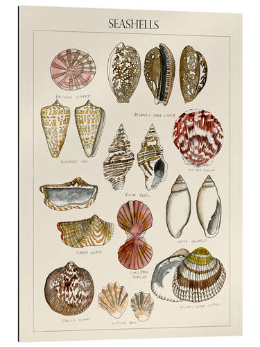 Gallery print Seashell Sketch I