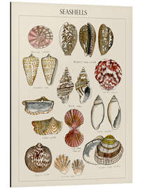 Magnettafel Muschelskizze I