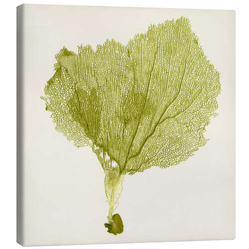 Canvas print Sea fan khaki