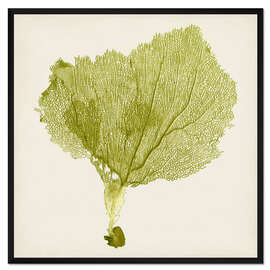 Gerahmter Kunstdruck Seefächer khaki