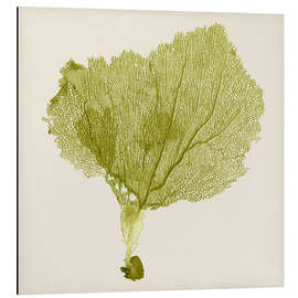 Magnettafel Seefächer khaki