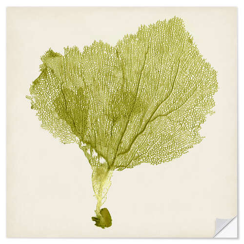 Wall sticker Sea fan khaki