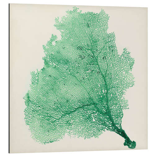 Aluminium print Sea fans deep green