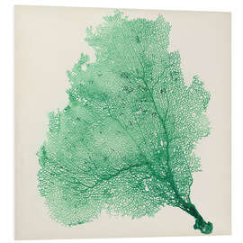 Foam board print Sea fans deep green