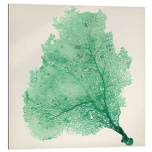 Gallery print Sea fans deep green