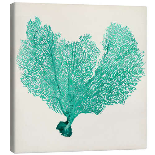 Canvas print Sea Fan petrol