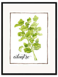 Ingelijste kunstdruk Herbal illustration Cilantro