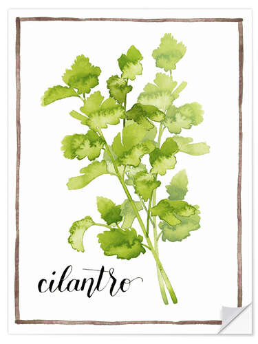 Selvklebende plakat Herbal illustration Cilantro