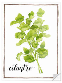 Självhäftande poster Herbal illustration Cilantro