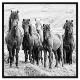 Gerahmter Kunstdruck Pferde VIII