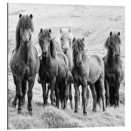 Magnettafel Pferde VIII