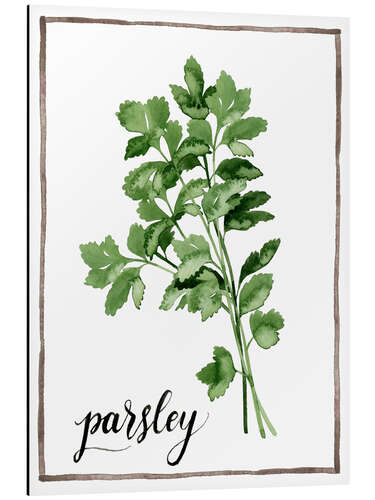 Aluminiumsbilde Herbal illustration of parsley