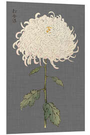 Foam board print White chrysanthemum I