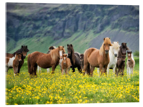 Acrylic print Icelandic Horses VII