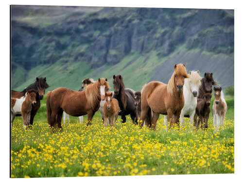 Aluminium print Icelandic Horses VII