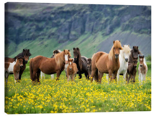 Canvastavla Icelandic Horses VII