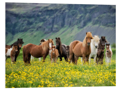 Foam board print Icelandic Horses VII