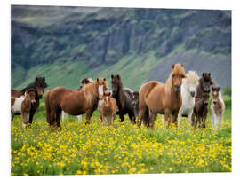 Foam board print Icelandic Horses VII