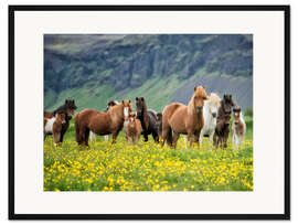Gerahmter Kunstdruck Islandpferde VII