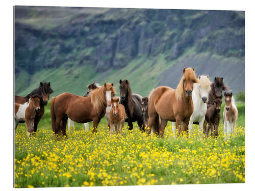 Galleritryck Icelandic Horses VII