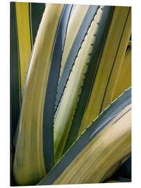 Aluminium print Variegated Agave II