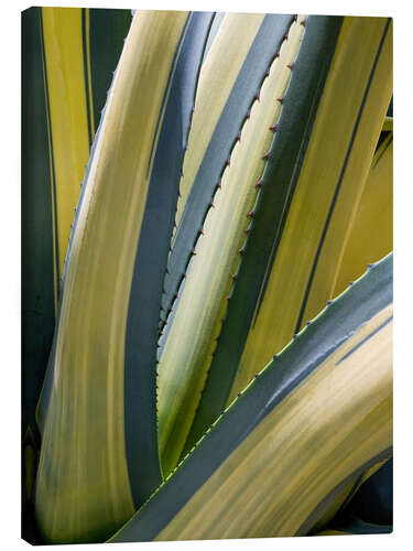 Canvas print Variegated Agave II