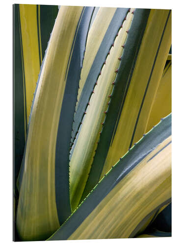 Galleritryck Variegated Agave II