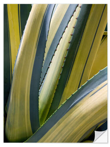 Wandsticker Bunte Agave II