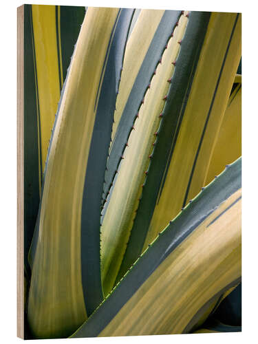 Quadro de madeira Agave Variegada II