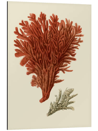Aluminiumsbilde Red coral II