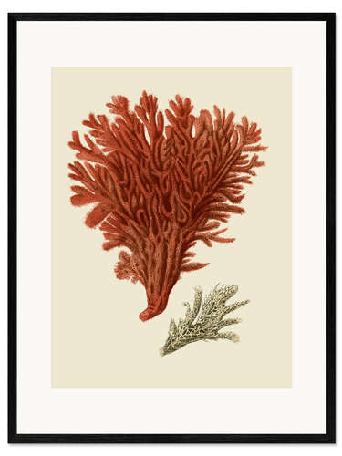 Framed art print Red coral II