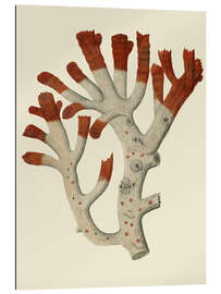 Galleritryck Red coral I