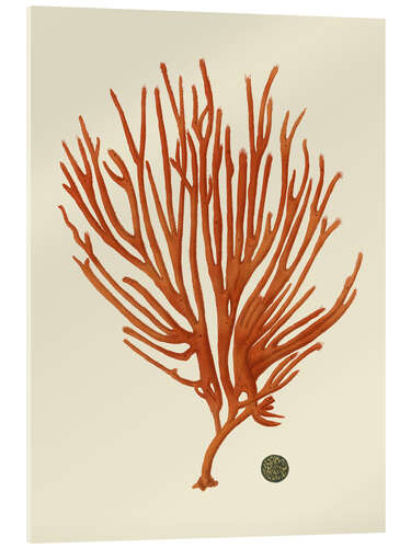 Obraz na szkle akrylowym Red coral II