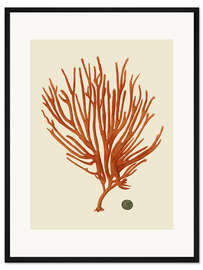 Gerahmter Kunstdruck Rote Koralle II - Vision Studio